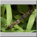 Nephrotoma crocata - Gelbbindige Schnake 01.jpg